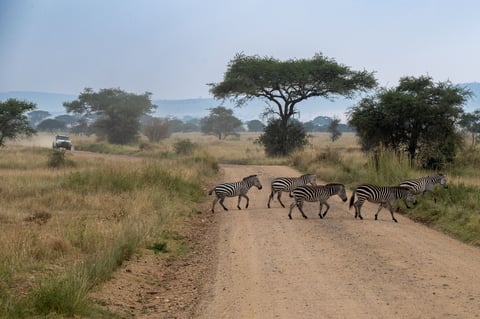 African savanna road