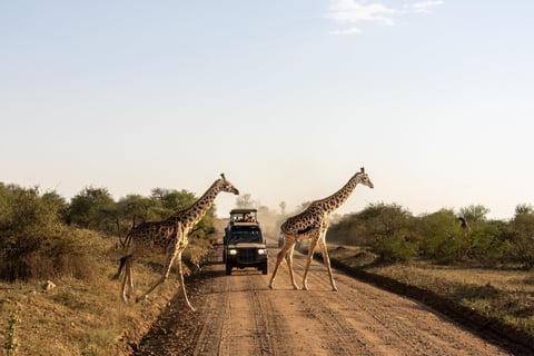 Safari road through African savanna